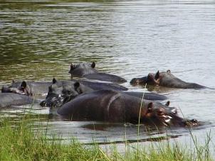 Hippo pools Moremi